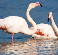 Flamingos at Ria Formosa