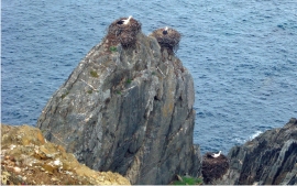 White storks near the sea