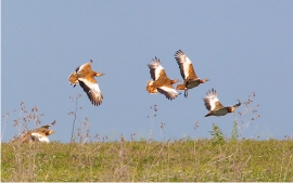 Great Bustards Flying