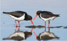 an Oystercatcher