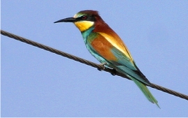 Bee-eater