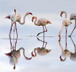 Flamingos in Ria Formosa