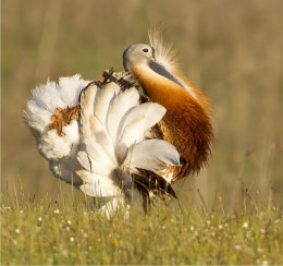 Great Bustard - Otis tarda
